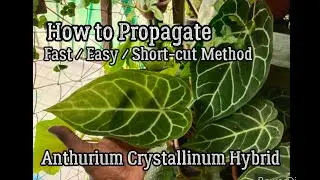 Anthurium Crystallinum Red Vein : How to Propagate with Success (Secret Hacks & Tips Revealed)