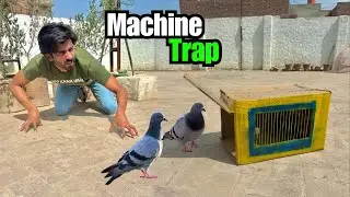 Automatic Pigeon Trap Bana Diya 😃