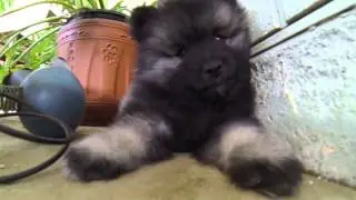 7 Week Old Keeshond Puppy Litter
