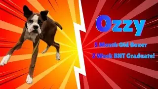 Allentown Dog Trainers ||| OLK9 Lehigh Valley ||| 5 Month Old Boxer, Ozzy