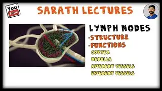 LYMPH NODES | STRUCTURE & FUNCTIONS |CLINICAL IMPORTANCE | DISEASES | IN TAMIL | SARATH LECTURES