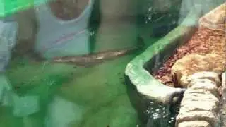 Cuban feeding July Snappy Sunday @ Crocodiles Of The World