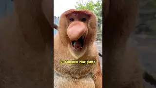 OS MACACOS COM SONS MAIS ESTRANHOS! 😨🐵