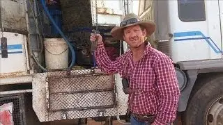 Moving 18,000 Cattle Across 1,200 Miles