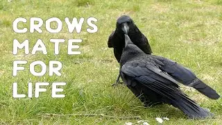 Crows mate for life