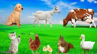 Cute Little Animals - Rabbits, Cats, Dogs, Ducks, Chicks, Squirrels, Goats - Animal Moments