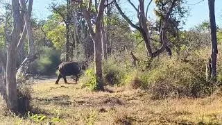 Elephant chasing a Tige|| Rare Sightings|| Bandipura National Park, Karnataka