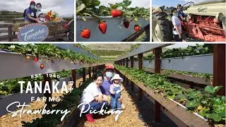 Strawberry Picking at Tanaka Farms in Irvine! Full Wagon Tour ride through POV