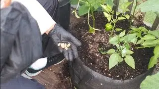 #INTERPLANTING BEANS WITH PEPPERS AND EGGPLANTS