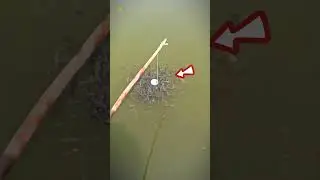 Unique way to catch fish 🤯 #fish #shorts