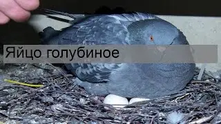 Яйцо голубиное