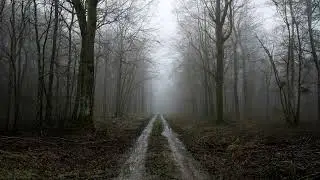 Gentle Rain on a Dirt Road Surrounded by Bare Trees in a Dense Forest | Calm Rain Sounds