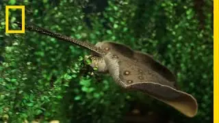 New Discovery: Watch How Stingrays Eat | National Geographic