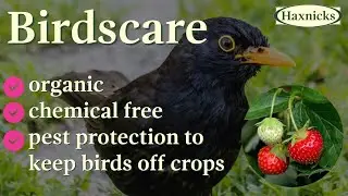 Birdscare - organic, chemical free pest protection to keep pests off your crops and garden