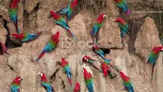 Birdwatching in Peru: A Paradise for Avian Enthusiasts #animal2024 #wildlife