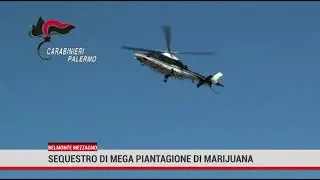 Belmonte Mezzagno. Sequestro dei  carabinieri di un terreno  con quasi 400 piante di cannabis.