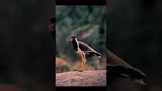 60&times; zoom lens testing #BirdsVideography #BirdWatching #NatureLovers #WildlifePhotography #BirdLife