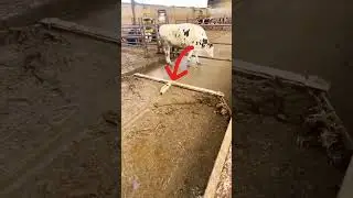 Sliding Machine For Cow Dung 😯 #youtubeshorts #viral #shorts