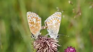 Parende Bruin blauwtjes bij het Wielrevelt (Vleuten). Mating Brown argus.