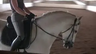 Prüfung Nr.16 M*-Dressur Gianina Koch & Koronel - Deutsche Online Reitturniere