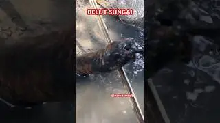 mancing belut di saluran tambak#shots #belut #fishing #mancingmania #skills