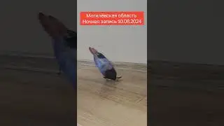 Могилёвская область 10.08.2024 #могилëв #летучийиядовитый #босинн #мемы  #кириллплюш #блоптоп