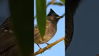 Masteran Burung Gacor Isian komplit PASTI NYAUTT