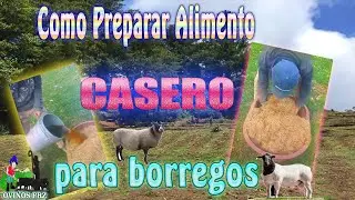 como Preparar Alimento Casero Para Borrego 🐏👍