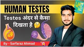 HUMAN REPRODUCTION | TESTES INTERNAL STRUCTURE | CLASS 12 | NEET2025