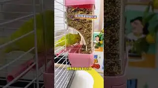 External parrot feeder, automatic feeding, splash-proof #feeder #handraisedparrot