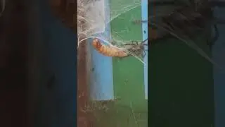 Pt 1 English 🇬🇧 House 🏠 Spider 🕷VS 🕸 Faulse Widow Spider 🕷 , fight for a mealworm 🪱 