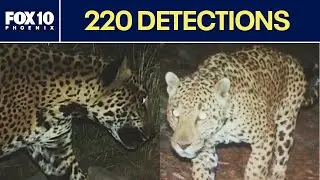 Jaguar conservation in Arizona: New detections provide hope | FOX 10 Phoenix