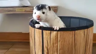 Pet mink Atlas loves his toys!