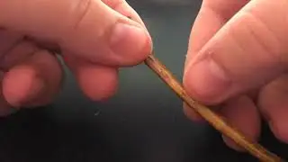 Tecoma stans - Three-Sided Seed Pod
