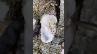 Doing a bit of wall resection&hellip; #foryoupage #fyp #natethehoofguy #hoofcare #oddlysatisfying 27