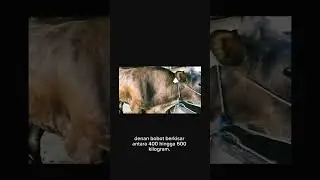 #sapikurbanterbaik #cowvideos #cow #sapijumbo #iduladha #sapimoo #sapikurbananimasi 🐂🐄