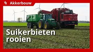 Suikerbieten rooien; ondanks droogte niet beregend