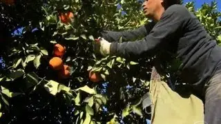 Freeze puts $1.5 billion Calif. citrus industry in danger