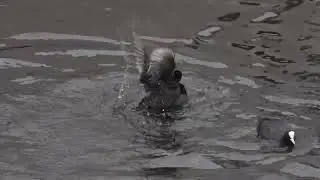 Coot Fight