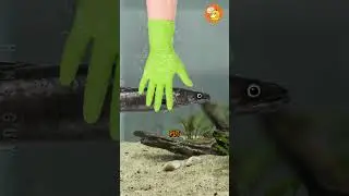 Угри на самом деле инопланетяне?