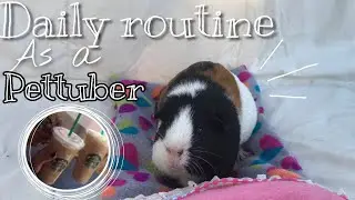 My Daily Life As A PetTuber!