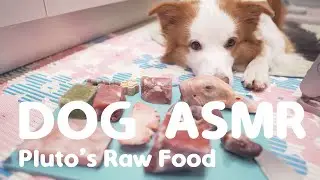 DOG ASMR #1｜狗狗吃生食｜布布Pluto