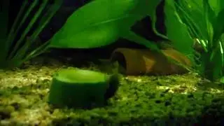 My hypancistrus L066 pleco 2