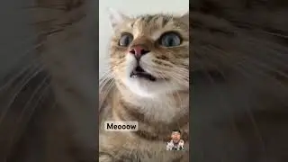 Suara Kucing Lapar #kucinglucu #cat #meow #funny #catlover #cat