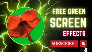 Flower blooms  Green Screen Video| Free Green Screen Effects