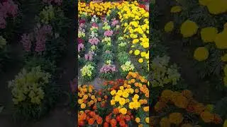 Beautiful flower garden | #garden