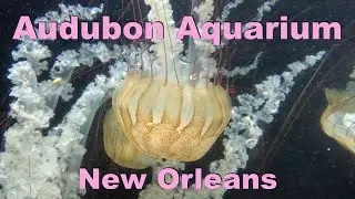 Audubon Aquarium Tour In New Orleans Right Next To The Mississippi River