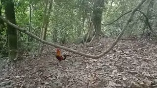 kejadian aneh saat mikat ayam 😁😁😁