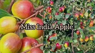 Miss India Apple bear varieties fruit and plant all India supply call me 98831 87747 
