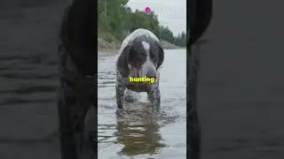 Top 5 Best Hunting Dogs 🐕🔥